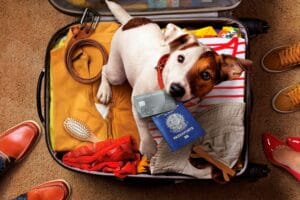 Viajar com pets em 2026: documentos, novas exigências e regras que tutores precisam acompanhar