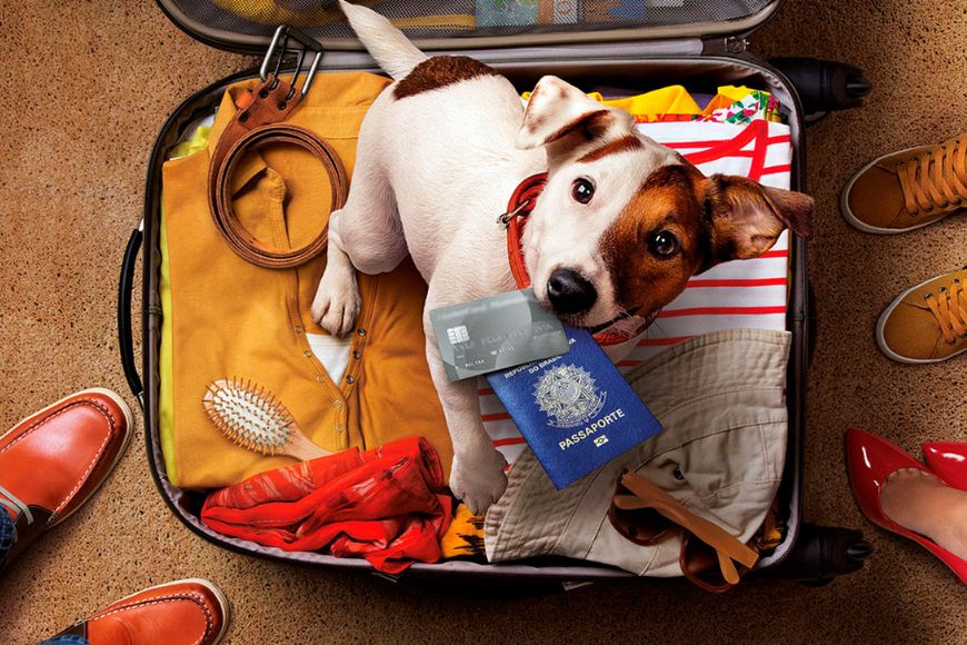 Viajar com pets em 2026: documentos, novas exigências e regras que tutores precisam acompanhar