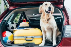 Check List para viajar com cães e gatos