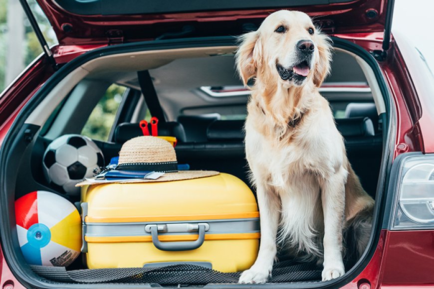 🚗Check List para viajar com cães e gatos 🐶🐱